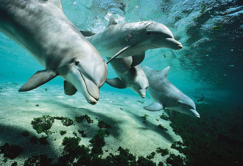 Dolphins