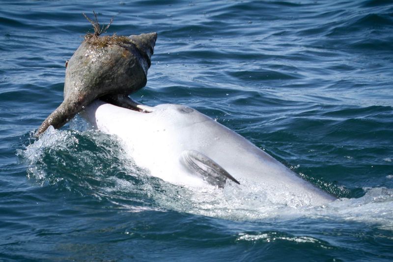 Dolphins Using Tools