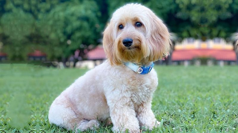 Doodle (Dachshund + Poodle)