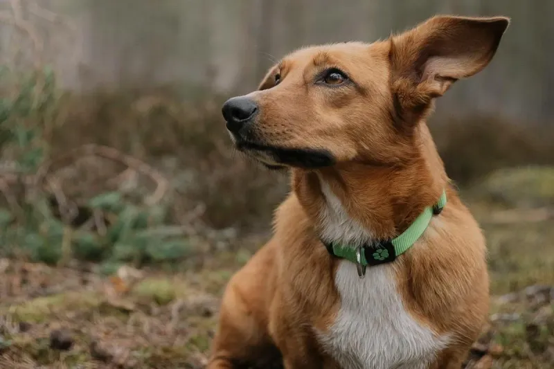 Dorgi (Dachshund + Corgi)