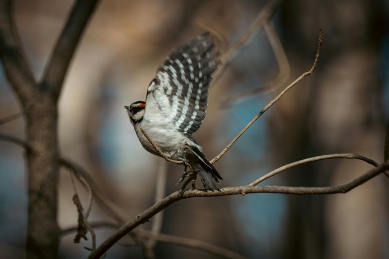 Downy Woodpecker