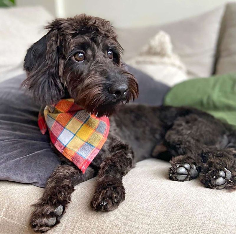 Doxiepoo (Dachshund + Poodle)