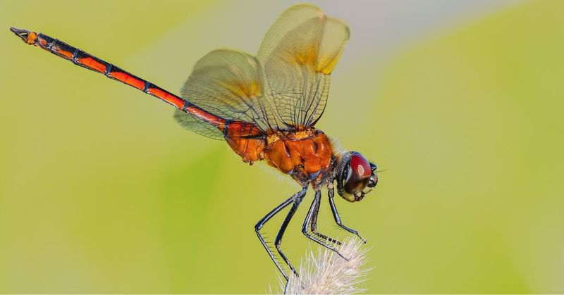 Dragonflies