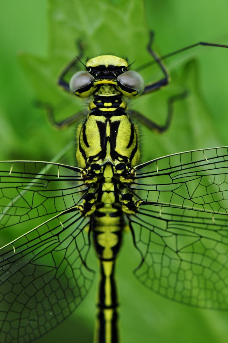 Dragonfly