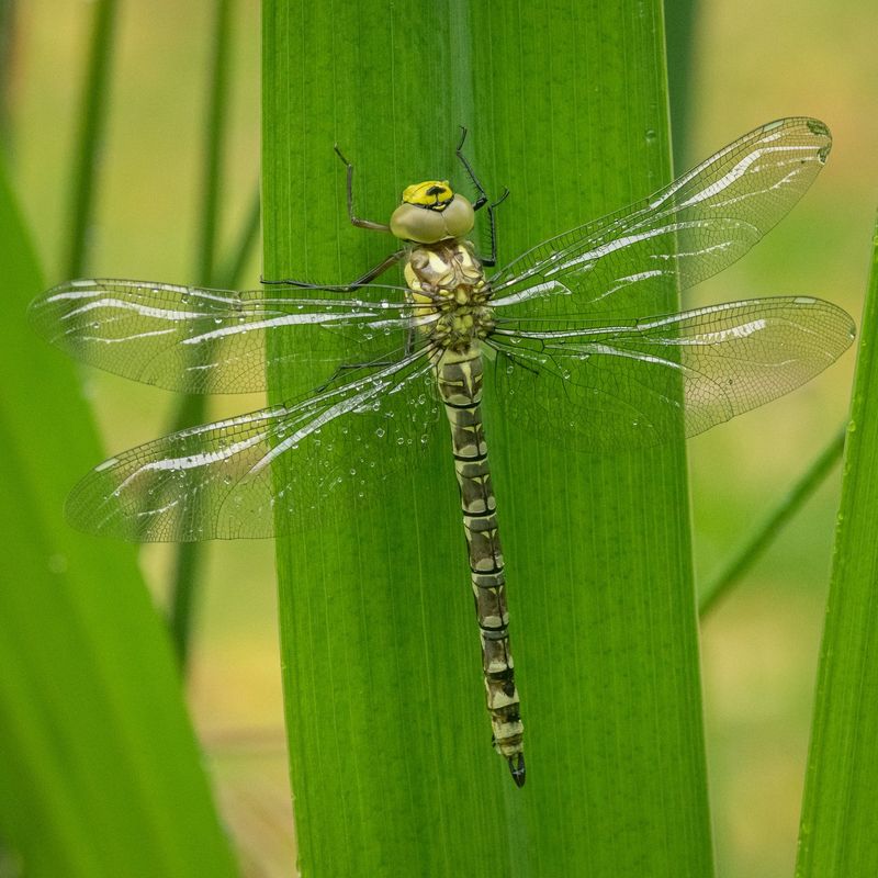 Dragonfly