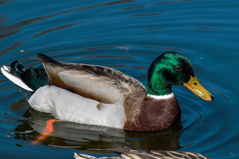 Duck Feather-Inspired Water-Repellent Fabrics