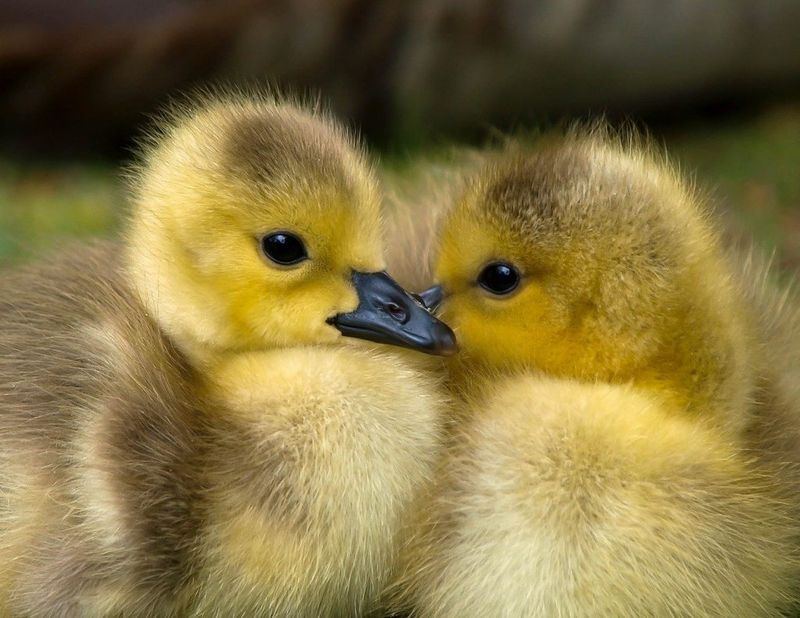 Duckling