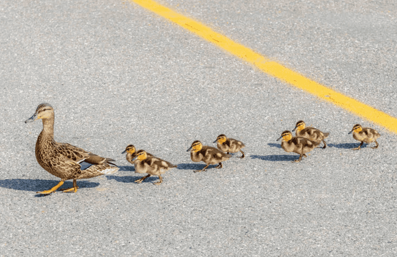 Ducks Have Right of Way - New Zealand