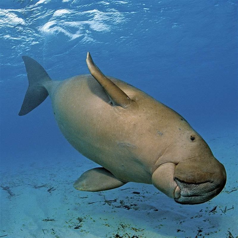 Dugong