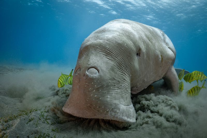 Dugong