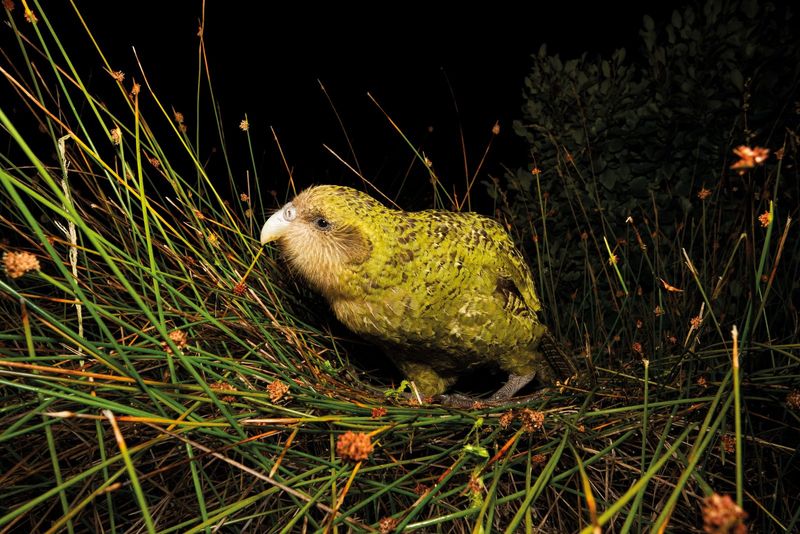 Duke the Kakapo