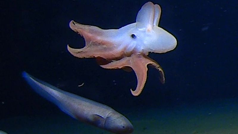 Dumbo Octopus