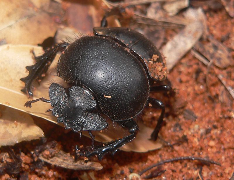 Dung Beetle: Nature's Strongest