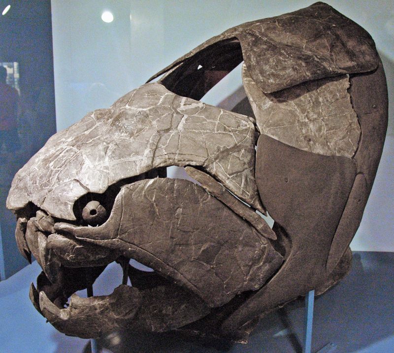 Dunkleosteus Terrelli