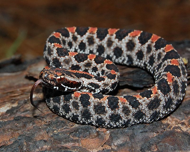 Dusky Pygmy Rattlesnake