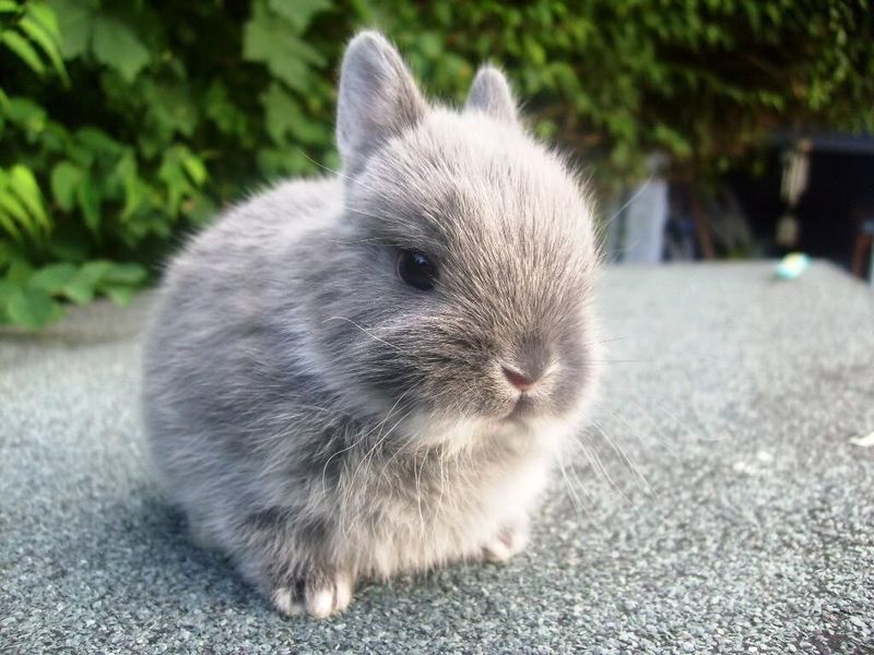Dwarf Rabbit