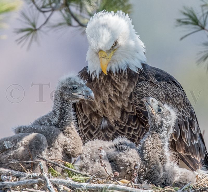 Eagle Chicks