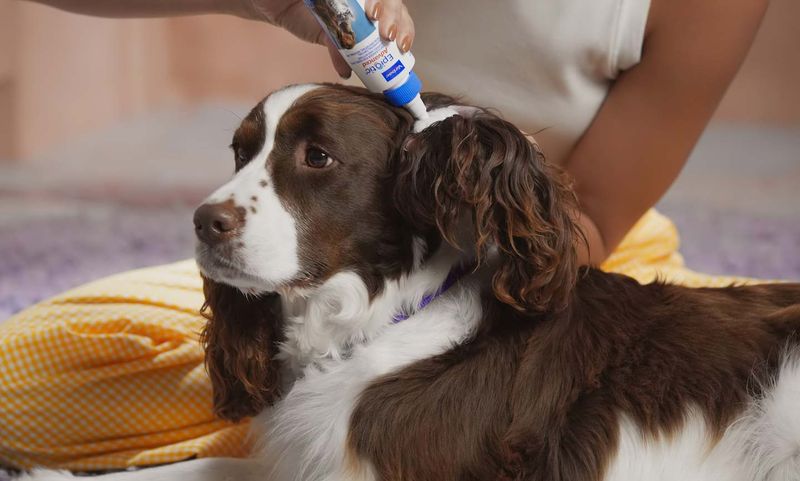 Ear Cleaning Routine