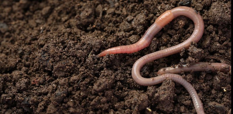 Earthworm