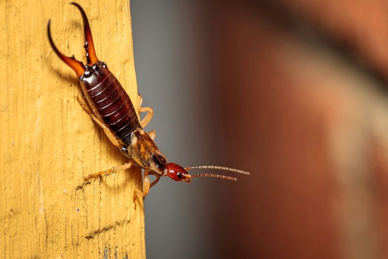 Earwig