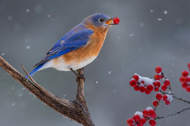 Eastern Bluebird