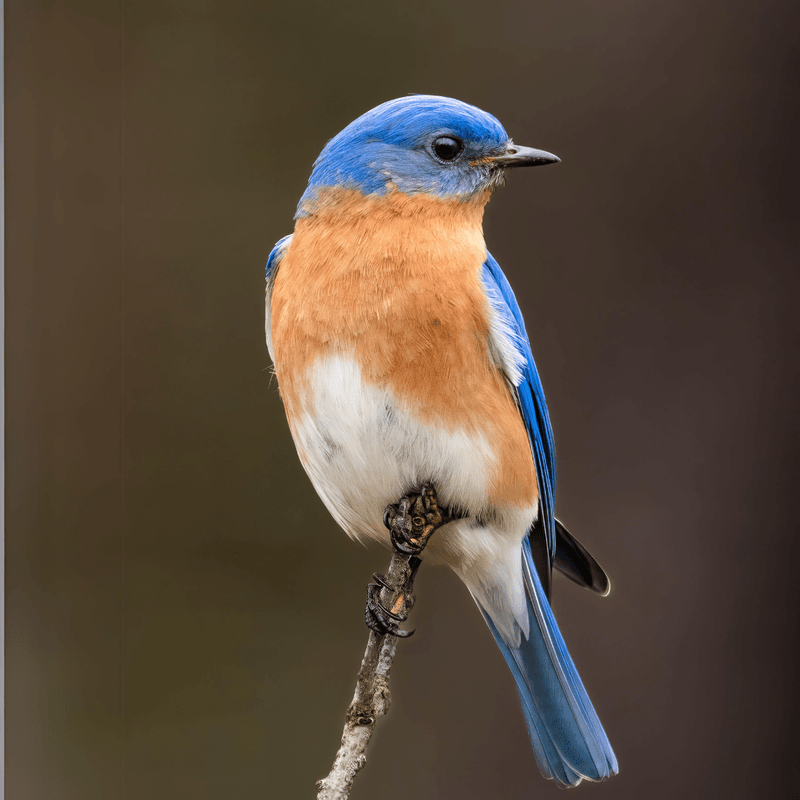 Eastern Bluebird