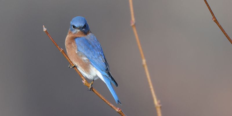 Eastern Bluebird