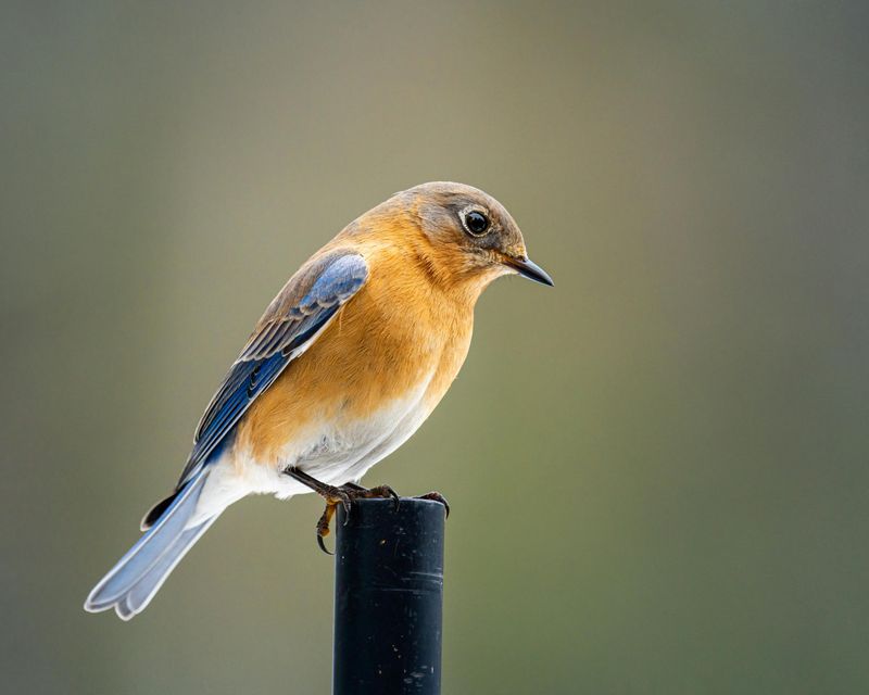 Eastern Bluebird