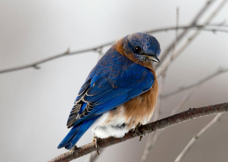 Eastern Bluebird