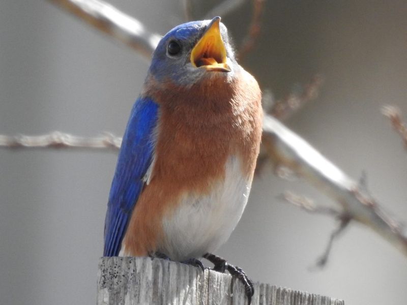 Eastern Bluebird