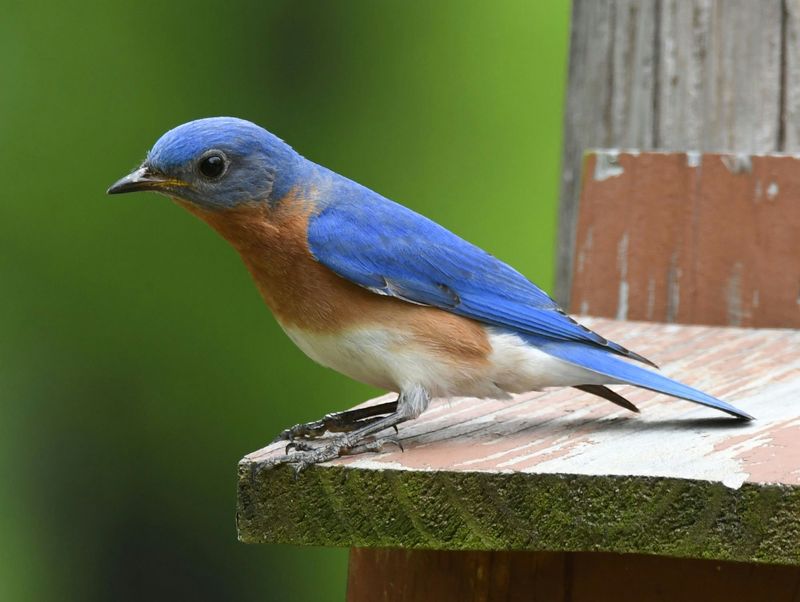 Eastern Bluebird