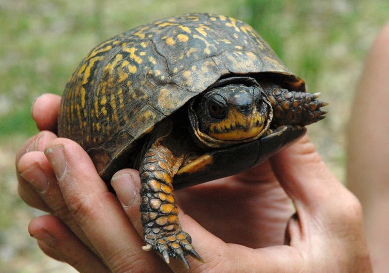 Eastern Box Turtle