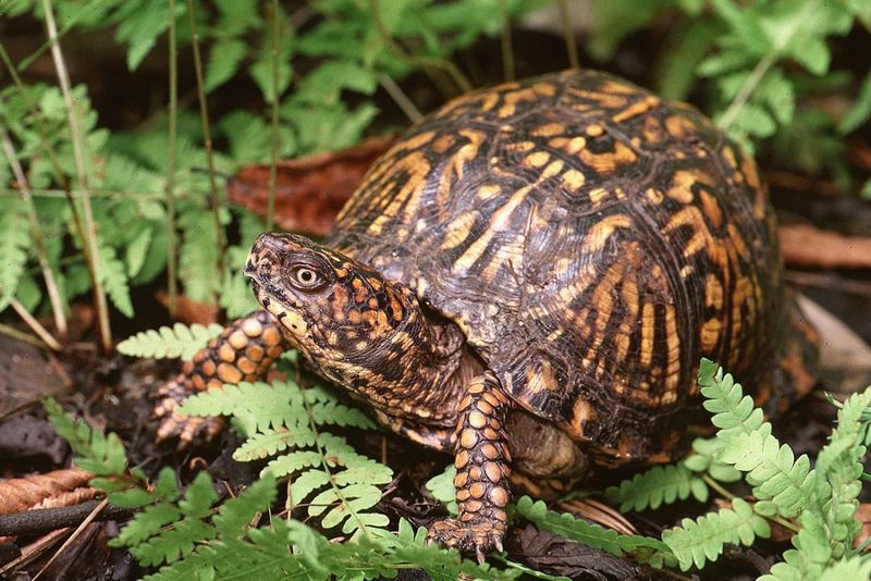 Eastern Box Turtle