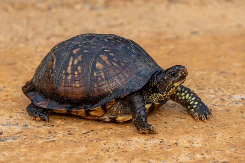 Eastern Box Turtle