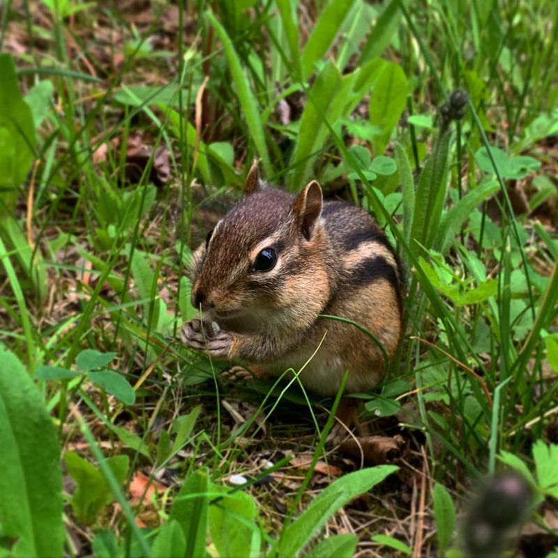 Eastern Chipmunk