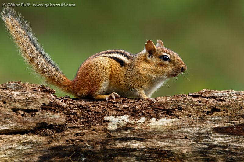 Eastern Chipmunk