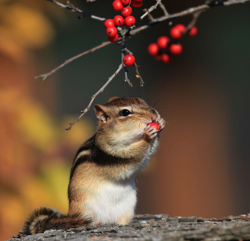 Eastern Chipmunk