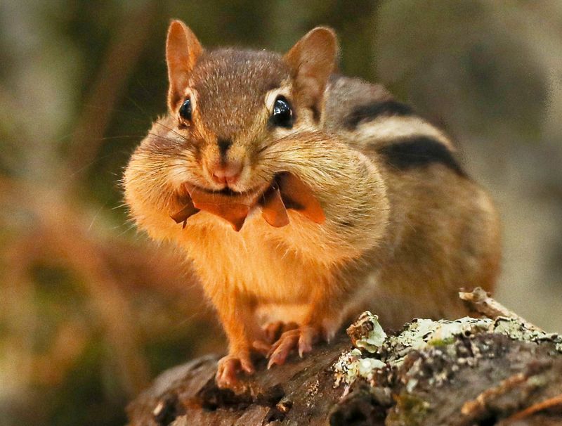 Eastern Chipmunk