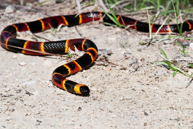 Eastern Coral Snake