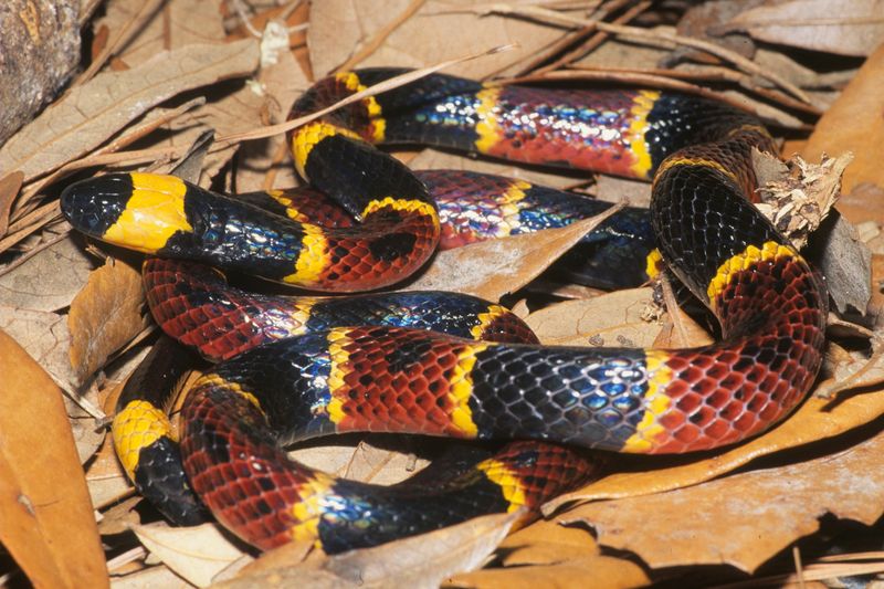 Eastern Coral Snake