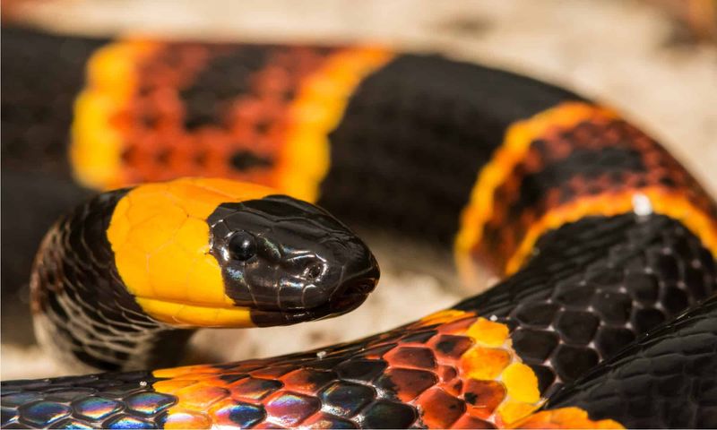 Eastern Coral Snake