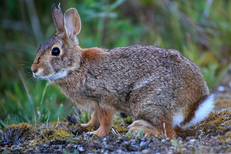 Eastern Cottontail Rabbit