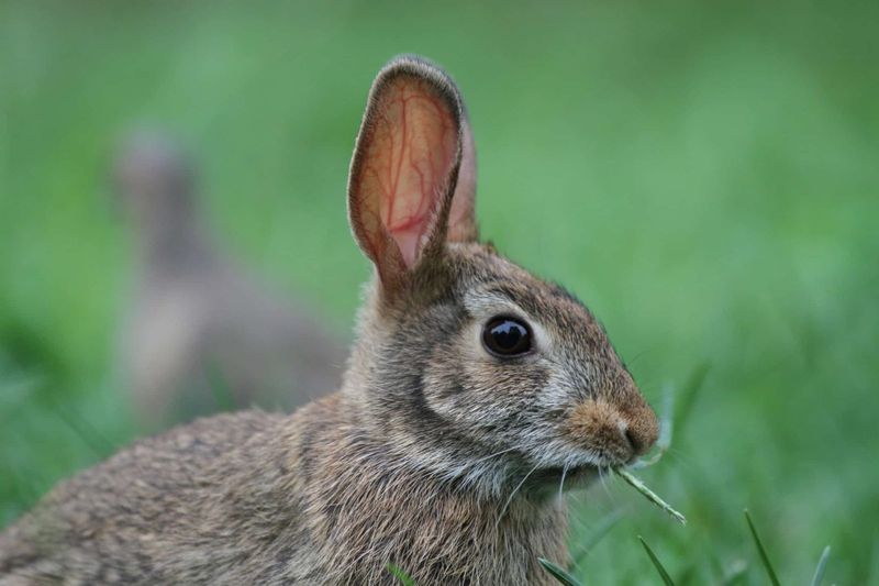 Eastern Cottontail Rabbit