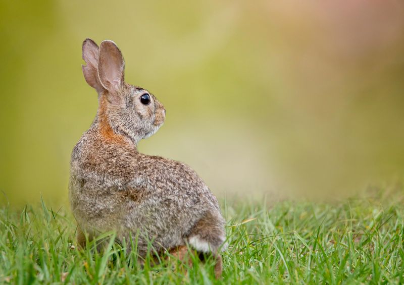 Eastern Cottontail Rabbit