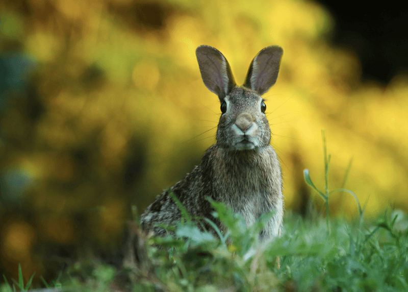 Eastern Cottontail Rabbit