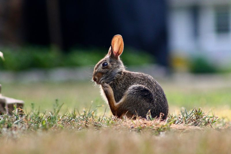 Eastern Cottontail Rabbits