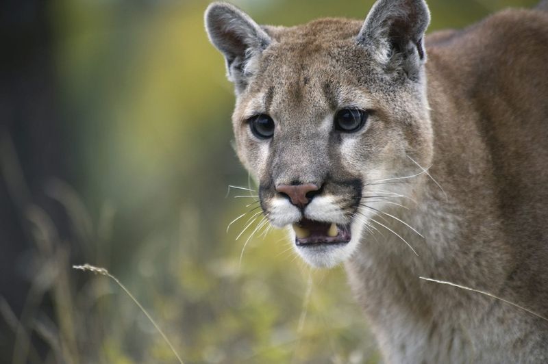 Eastern Cougar