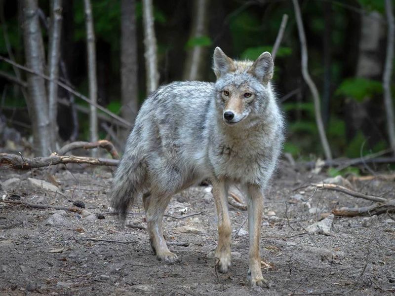 Eastern Coyote