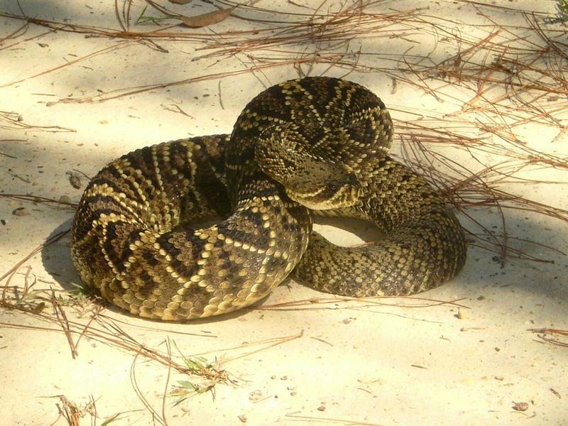 Eastern Diamondback Rattlesnake