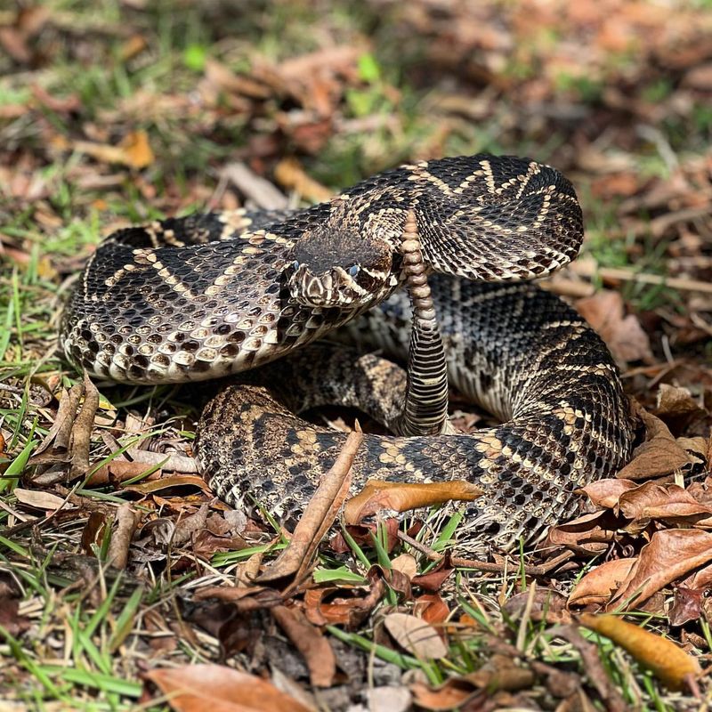 Eastern Diamondback Rattlesnake